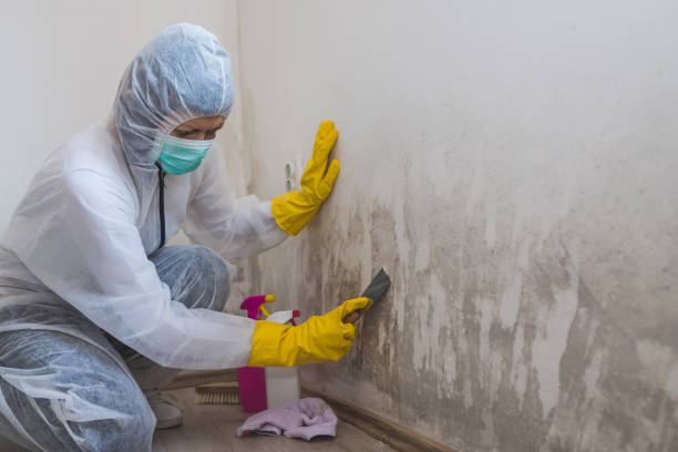 Best Certified Mold Removal  in Trappe, PA